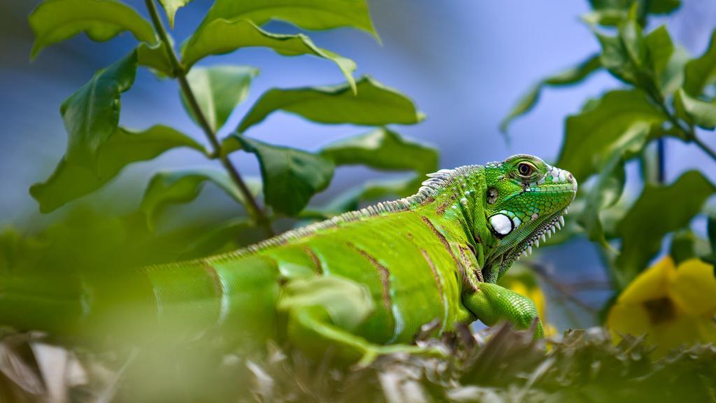 Pousada Jeribá Jijoca de Jericoacoara Bagian luar foto